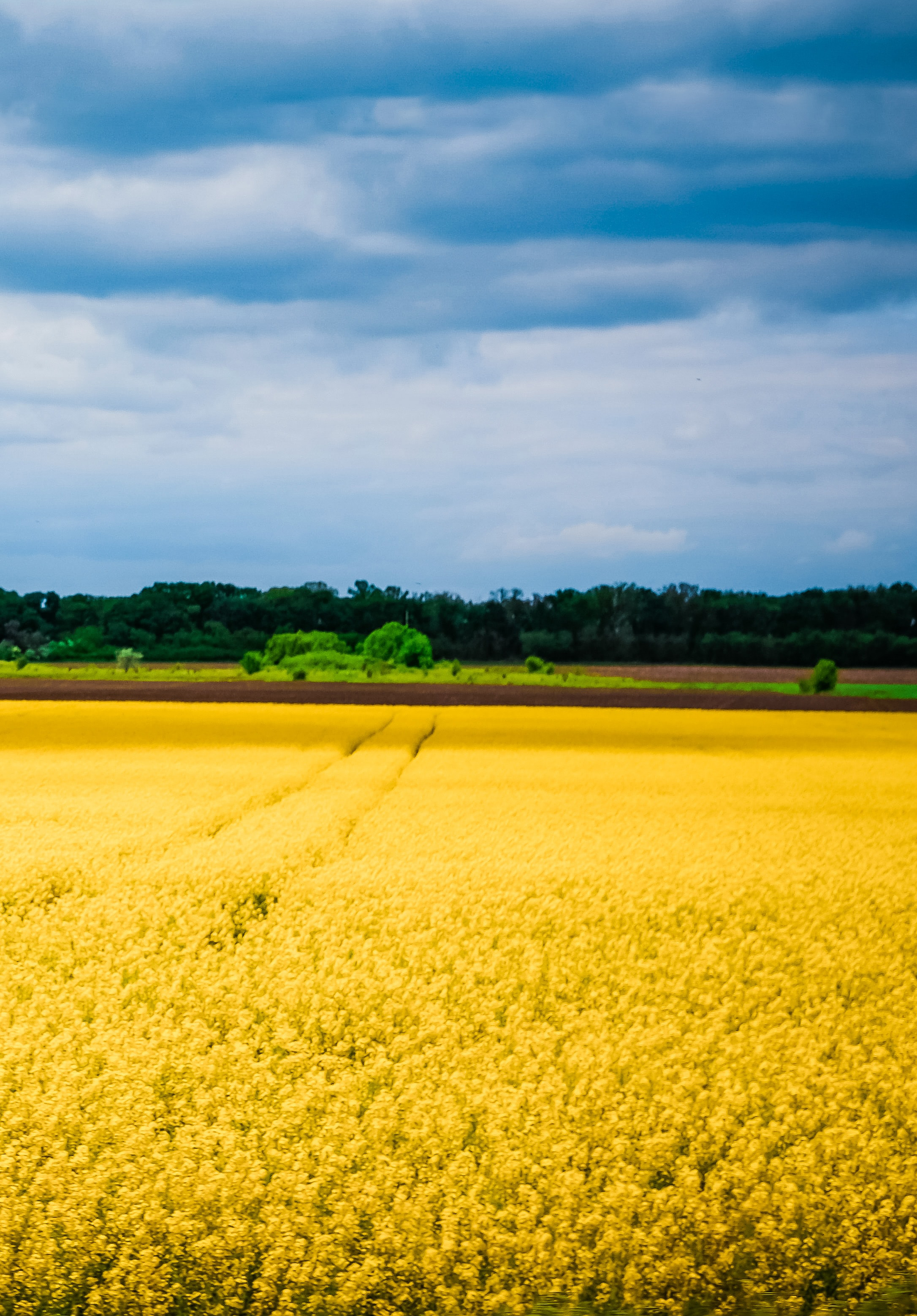 Ukrainian field that is the colors of the Ukrainian flag