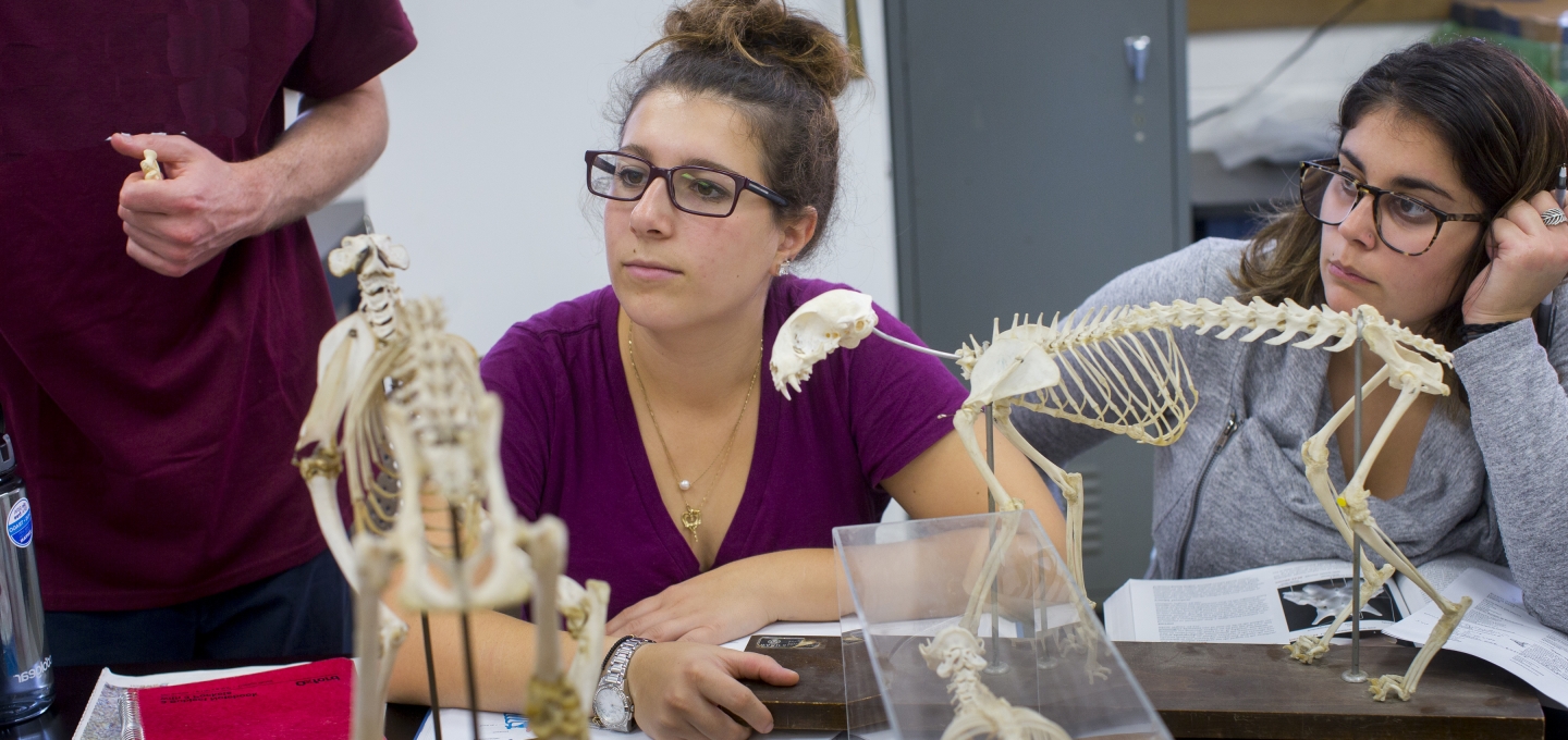 students looking at small animal skeletons