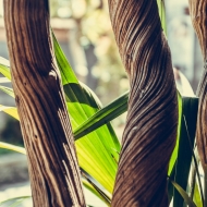 close up of twisted plant stalk with green leaves in the background