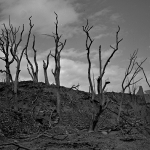 A line of trees without leaves standing in a bleak landscape.